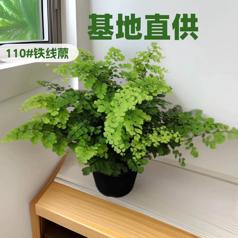 База большой поставки комнатных зеленых растений A110 Кубок садовые цветы растения мини в горшках оптом