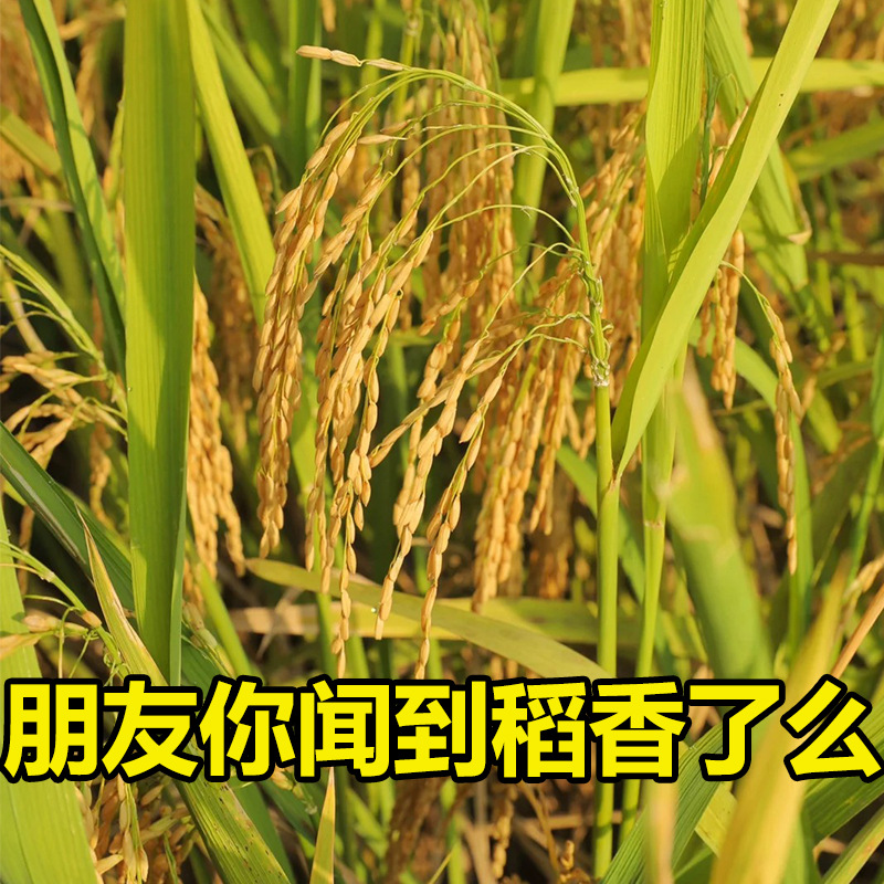 5kg팩 [엄선된 고품질, 세심하게 가공, 풀알, 향긋한 향]