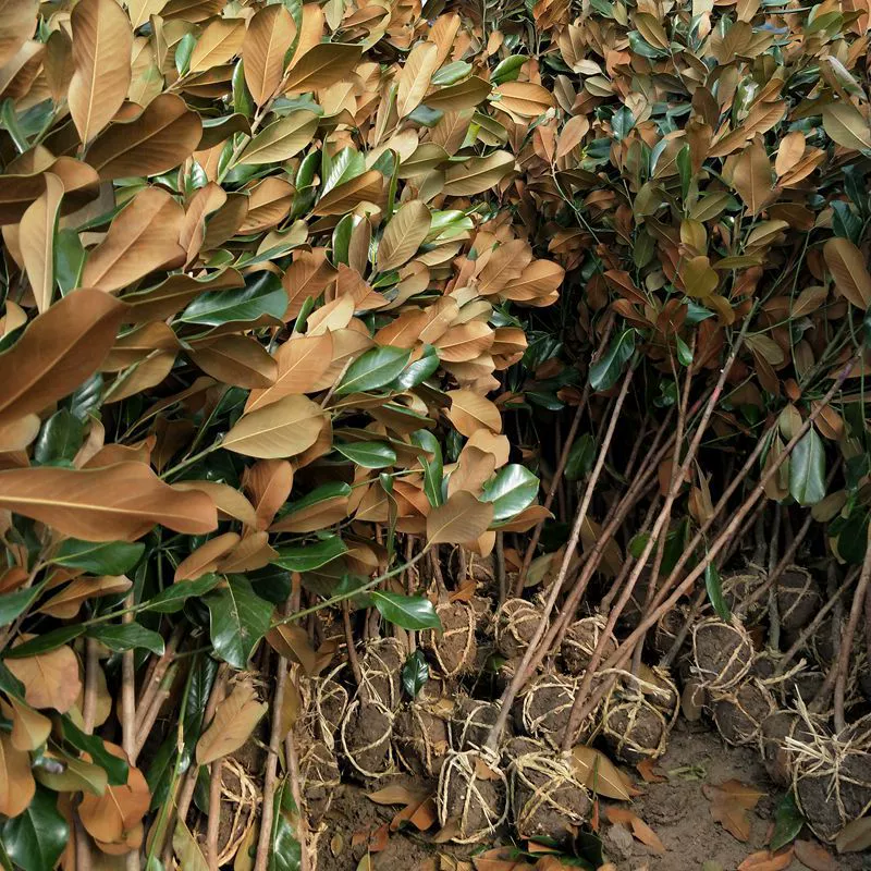 Питомник в настоящее время копают и доставки Магнолия grandiflora саженцы двор озеленение саженцев Магнолия корневая система разработана легко выжить