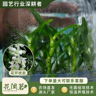 ��ʯ�� 3044��������ƿ���׳ɻ�M��С�� �҃������Ի�������r��