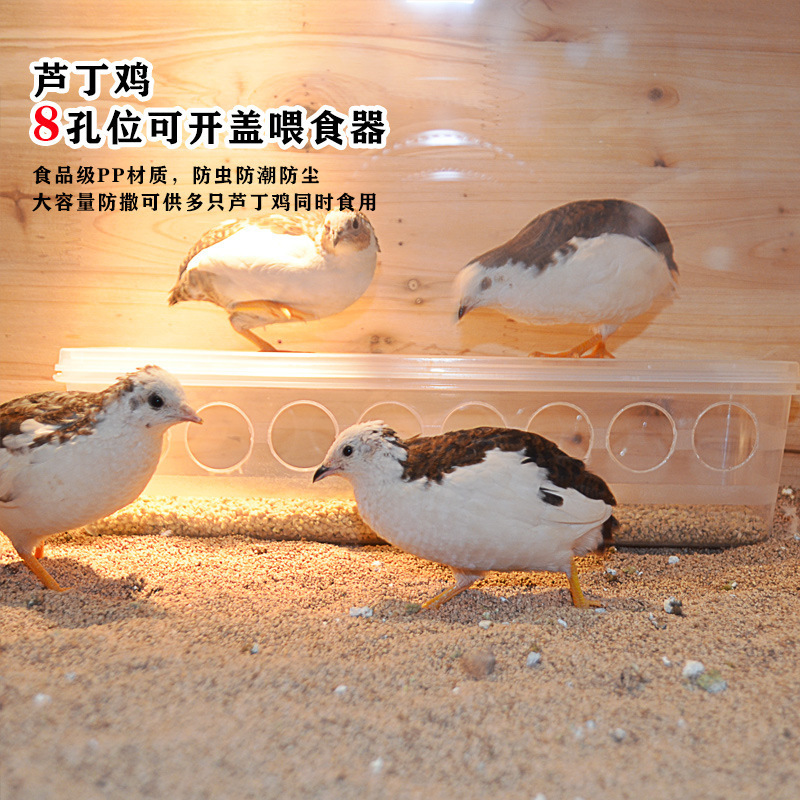 8孔喂食槽 成年芦丁鸡♜✦