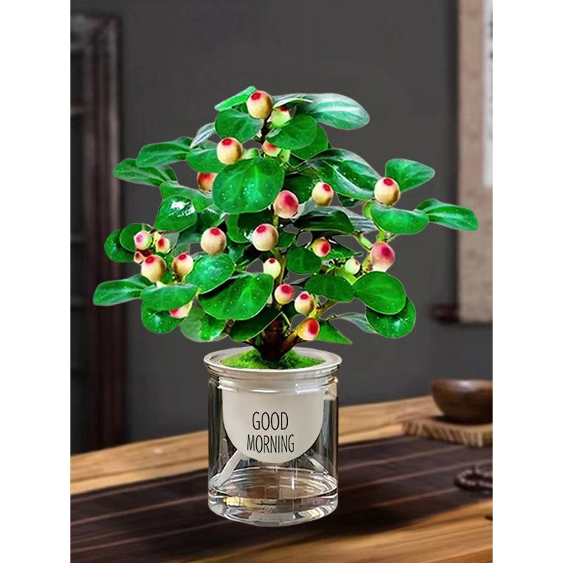 Hydroponic Small Bodhi Tree Potted Plant with Fruit, Zen-Style Green Plant for Office Desk, Small Potted Landscape Fruit-Leaf Plant Hydroponic Small Bodhi Tree Potted Plant with Fruit, Zen-Style Green Plant for Office Desk, Small Potted Landscape Fruit-Leaf Plant