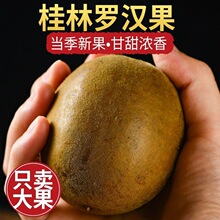 罗汉果干果中药材大果正品旗舰店广西特产干货鲜桂林罗汉果茶泡水