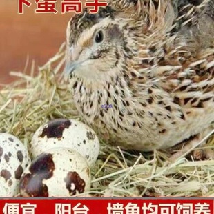 �g�����������µ���ֳ�g��������BС�u���̨���B�����g���u���w