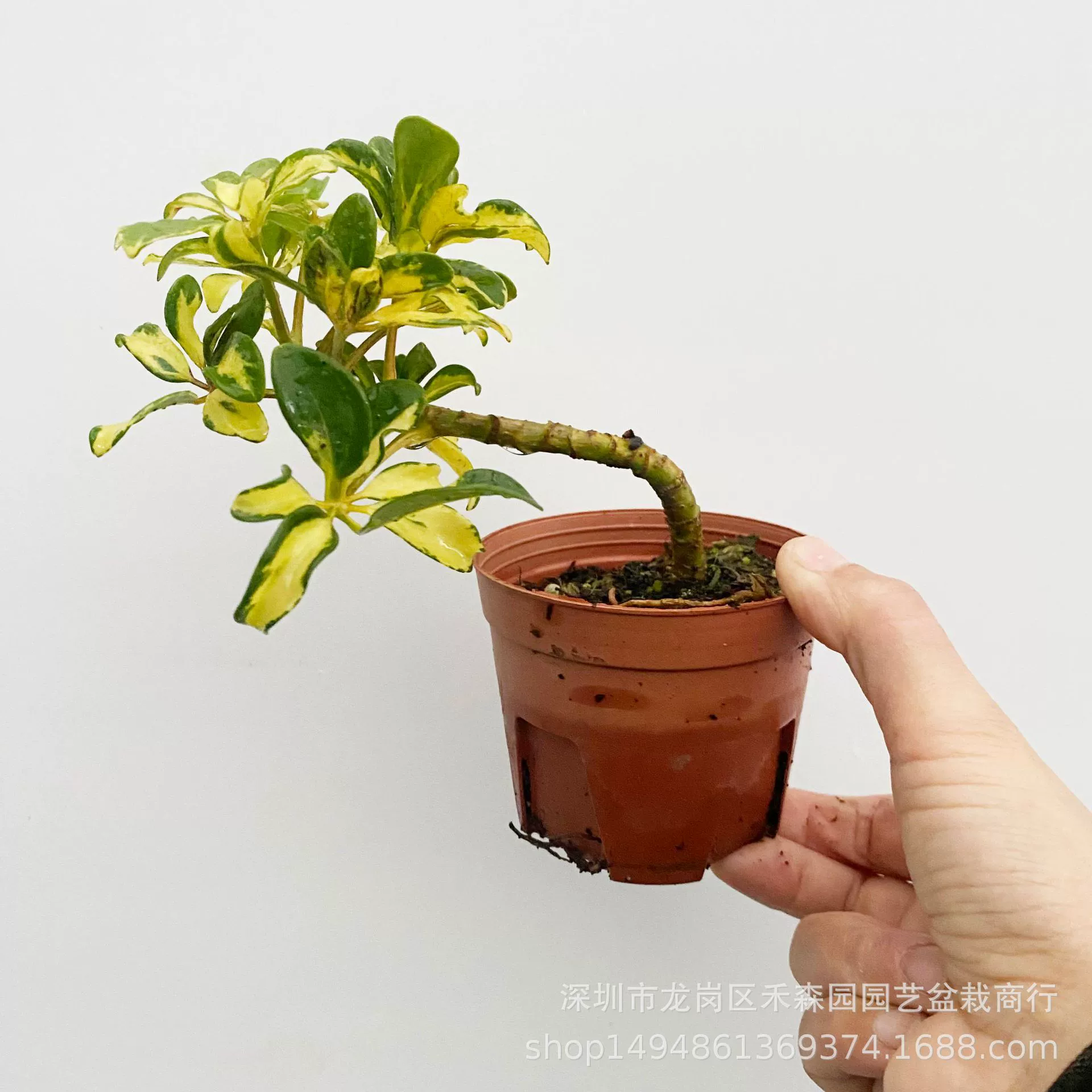 Мозаика и лист утка ноги дерево Октава Laicai Комнатное растение в горшке Крытый скандинавский очистка ветра воздуха счастливые растения Листва цветы Зеленые растения