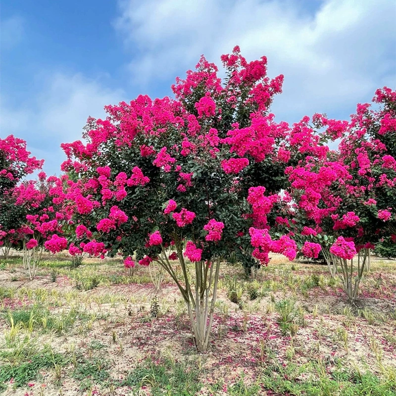 Кластерные саженцы мореного мореного для посадки во дворе, большие горшечные растения с цветами мореного мореного, ландшафтные саженцы американской красной ракеты, морозостойкие.