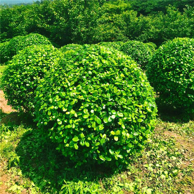 无刺枸骨树苗枸骨球鸿运果庭院大型四季常青苗球绿化苗木北方耐寒