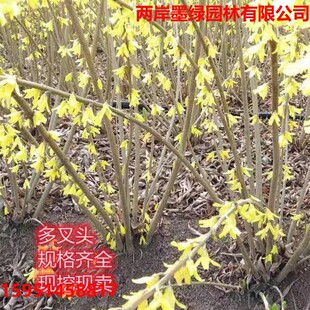 �S�ϻ��B�N�絹����R�����S��lС��ͥԺ�^�p�G�������_���G����