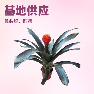Base Supply Indoor Ornamental Florals Bromeliaceae Pine Cones (Large Torch) Landscaping Green Plant Potted Wholesale