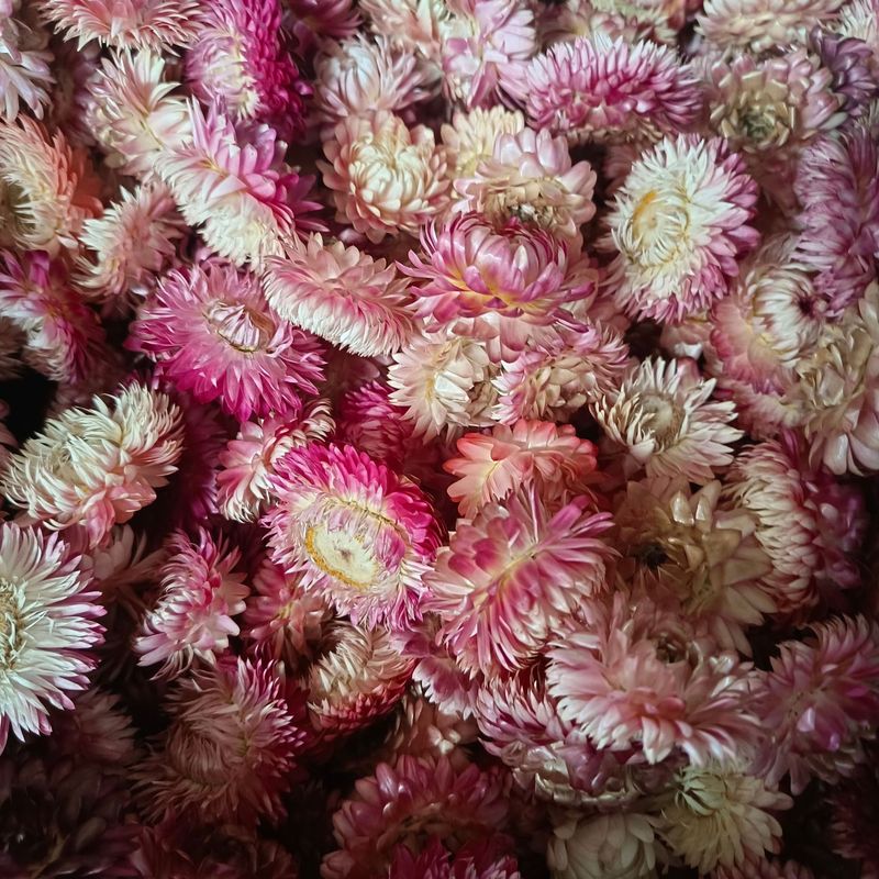 麦わら菊の花の頭の乾いた花の七色の菊の頭のDIYの材料は自然な真の花の雲南の源の工場を包んで卸売りします。|undefined