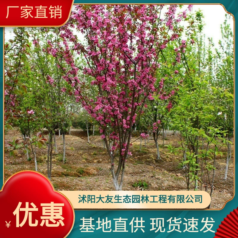 Японская база бегонии Оптовые сорта самостоятельного производства Полные живописные Ландшафтные инженерные озеленение рассады