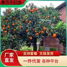 һ�����lɳ�ǽۘ�����������Ϸ������Nֲ���Ә���̽۹�������