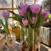 Spot imported tulip species single petal varieties 1 capsule 5 degrees of balls in indoor flower pots blooming and raising