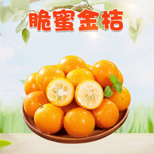 广西脆蜜金桔 代发3/9斤小金桔三代脆甜多汁小蜜桔当季甜蜜水果