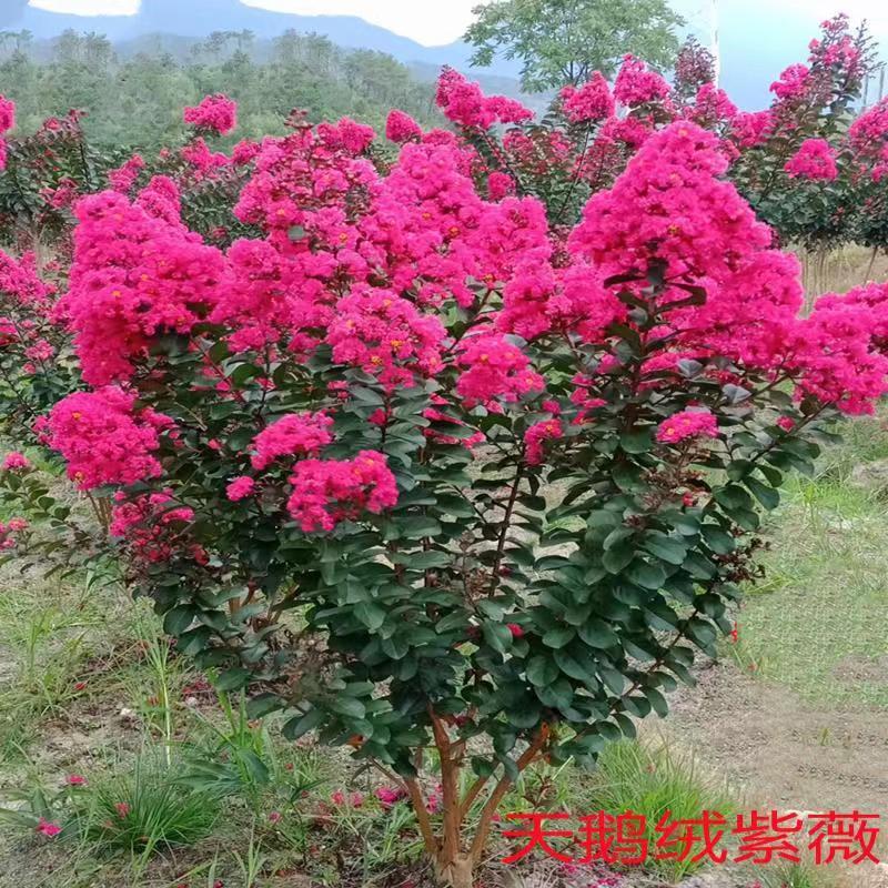 庭院别墅丛生紫薇树苗紫叶红花多杆红火箭耐寒绿化苗木盆栽风景树