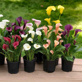 现货马蹄莲种球进口土培花种彩色花卉开花球块根可盆地栽园艺虹越