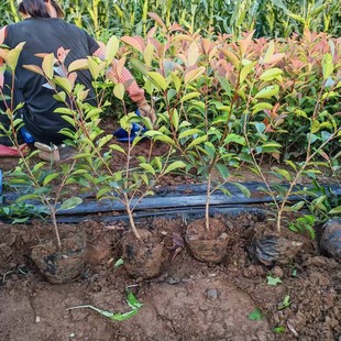 �t�~ʯ�С�玧�I�B��С�^��·�G�����ļ����G����tʯ�ֲ��