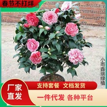 һ�����l�軨���Ԏ������ļ�����ɽ�軨���҃�ֲ���ͺ���ɫ�൤��