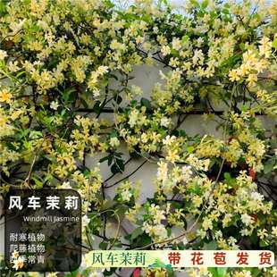 �L܇������������Sɫ�L܇��������ֲ�ﻨ���׽jʯ���ͺ����@ֲ��