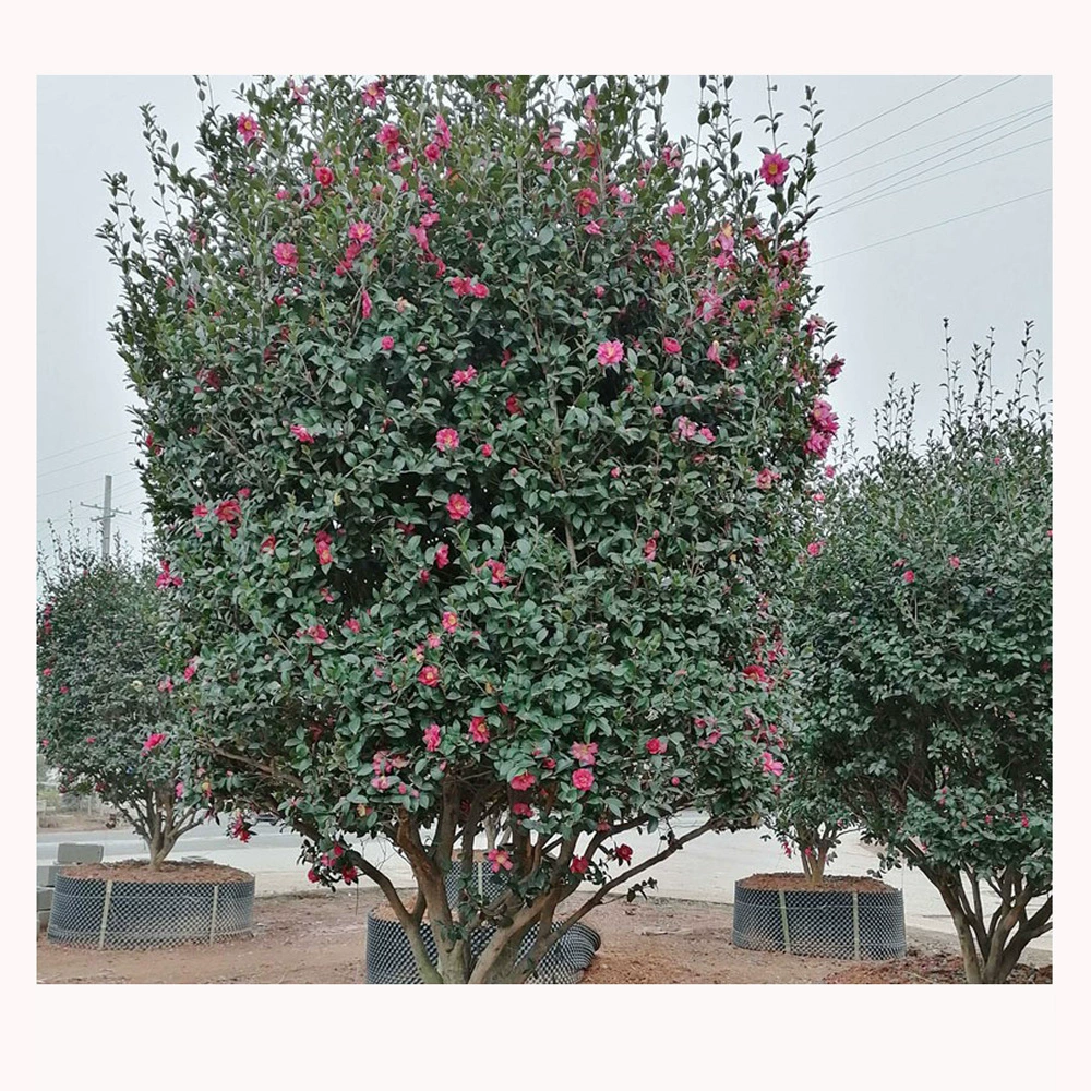 Детский прямой пакетный чай Сливовый столб Чай Сливовое дерево Чай Рассада сливы Чай Слива Шар Все виды рассады деревьев Рассада Моделирование чая Слива