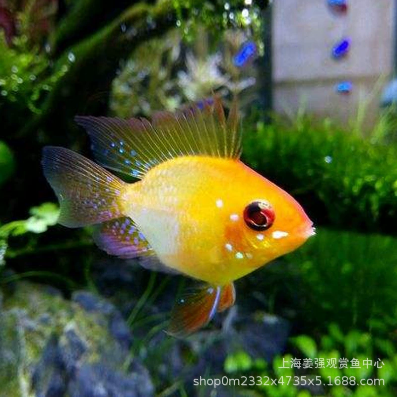 Jinbozi Аватар Феникс Рыба Тропические Декоративные Рыбы Синий Голландский Мяч Рыба Лещ Рыба Живая Маленькая Пресноводная Рыба