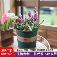 荷兰葡萄风信子种球土养水培盆栽四季阳台耐寒花卉多年生园艺种球