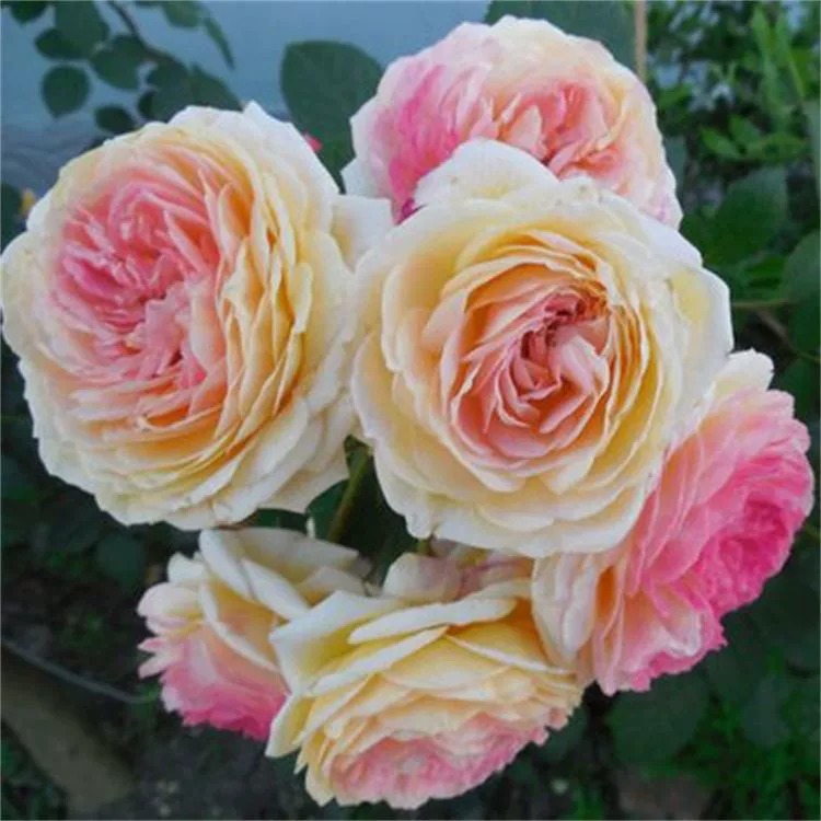 Саженцы роз Jensen оптом вьющиеся розы Лучжоу цветы двор балкон в горшке четыре сезона большие цветы