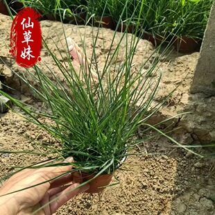 Little Rabbit Pennisetum Purple Spike Pennisetum Flower Mirror Plant Landscape Grass Flame Pennisetum Big Bunni Pennisetum