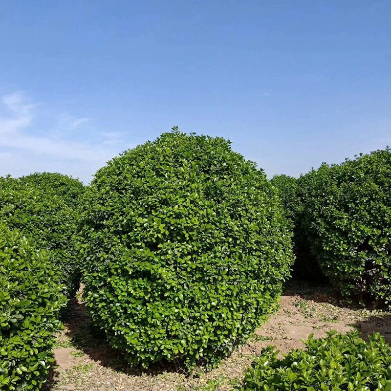Базы оптом Холли мяч четыре сезона вечнозеленый бутик большой лист мяч тополя чистый мяч саженцы полные спецификации