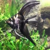 8cm meteorite fairy fish 1 pair