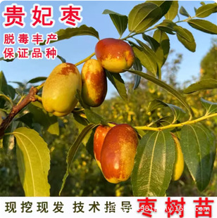 �F���������մ�������޽ӱ����Ϸ��NֲͥԺ��z��������������