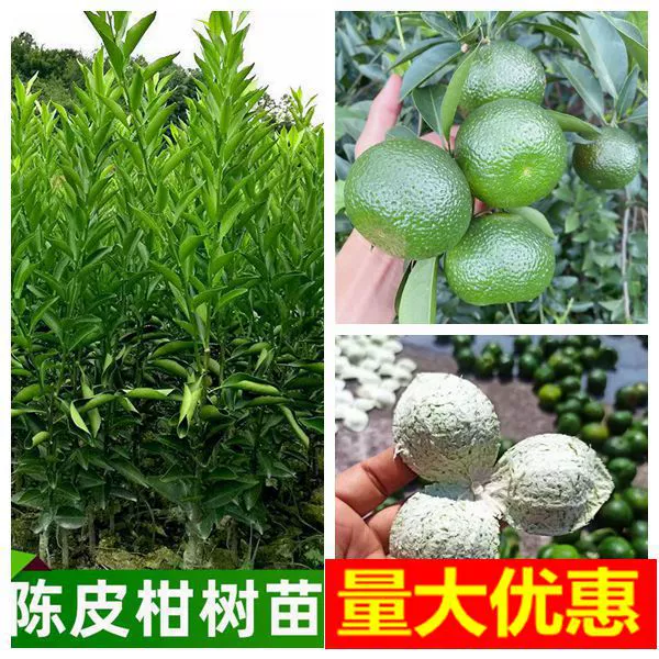 Xinhui чайная ветка Апельсиновая рассада большая красная оранжевая фруктовая рассада мандариновая кожура Апельсиновая рассада лимонная кислота Апельсиновая головка привитая рассада Бесплатная доставка