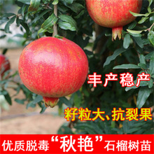 秋姬蜂蜜王突尼斯软籽番石榴果树果苗特大盆栽地栽南北方当年结果
