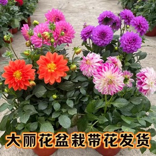 �����������玧�����ļ��_���̨ͥԺ���B����ֲ�ﰫ��С���ջ���