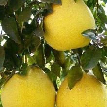 ���ӷN�� �t���ַN�� ɳ���ַN��  ���ӷN�� �t������ ������