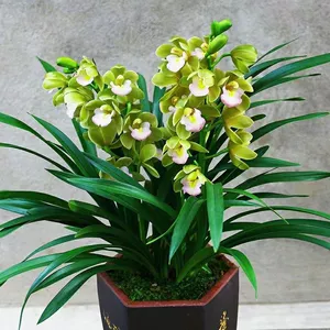 Orchid Boutique Sianglan ароматные драгоценные саженцы орхидеи Цзянь Орхидея четыре сезона цветущие цветы