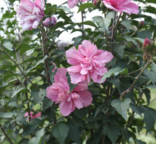 �ذ�ľ�Ȼ������Կ�ʳ�üt��ľ�Ș���ͥԺ�ͺ����ֲ�﹤�̾G����