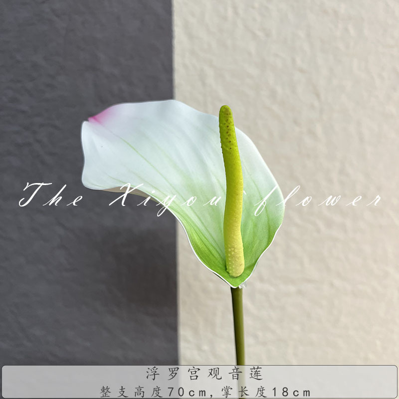 루브르 관음 연꽃