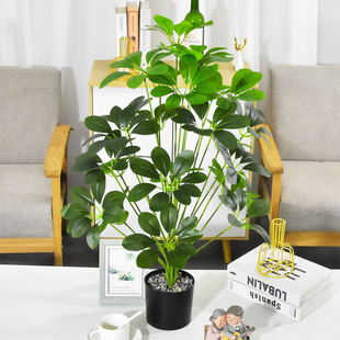 �������_ľ�͏d�Ҿ��҃ȾGֲɭϵ���滨�������û�c����Gֲ����