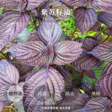 ���R��CO2 ���K���� ֲ���ͻ��A�� ��Ħ�o�w����
