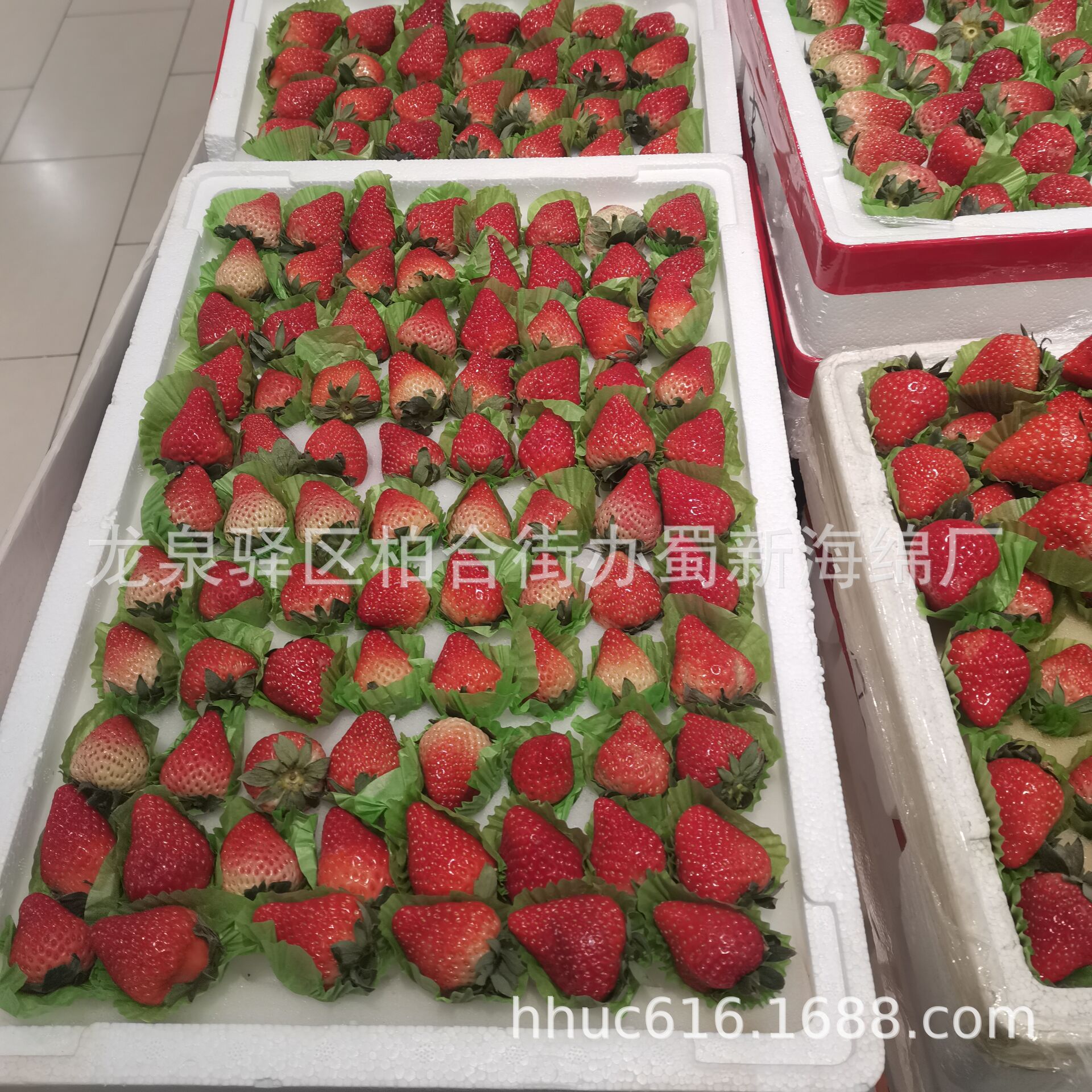 供应草莓缓冲防撞海绵托/泡沫箱定位草莓海绵垫/草莓中转减震海绵