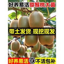 猕猴桃树果苗雌雄同株红心徐香软枣嫁接南北四季种植盆栽地栽果树