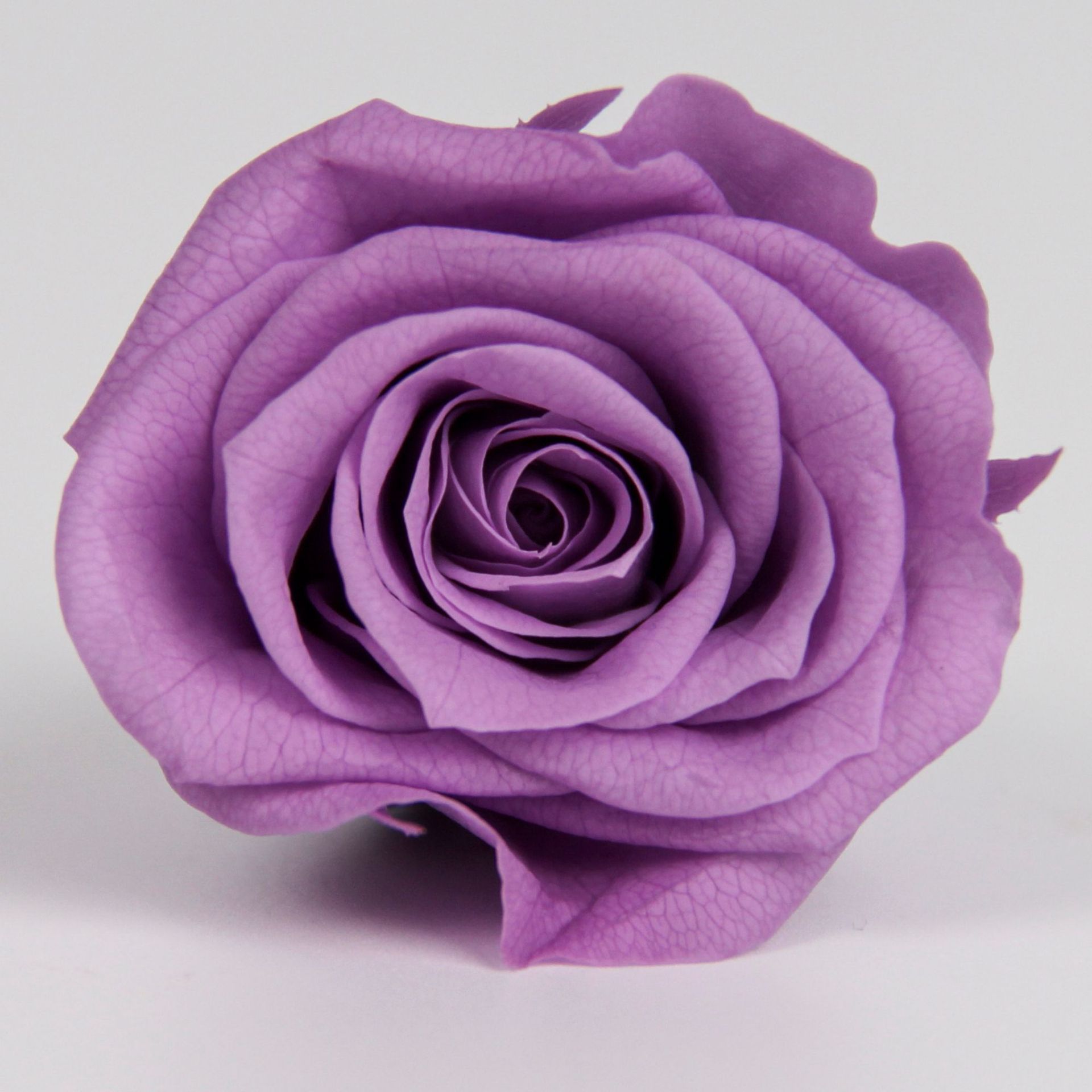 Cabeza de Rosa Preservada B+, 4-5 cm, Regalo para el Día de San Valentín Chino, Ramo de Flores Preservadas al por Mayor, Flores Secas para DIY, 520