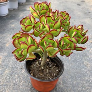 Baozhu Succulent Plant Flower Potted Old Pile Large Ornaments Rare and Precious Lazy Flower Big Meat Batch Sensheng