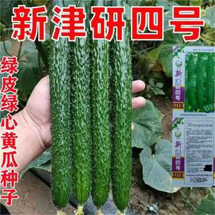 Cucumber Seeds, Cucumber Seeds, Complete Collection of Vegetable Seeds, Green-Skinned Cucumber Seeds, Complete Collection of Cucumber Seeds