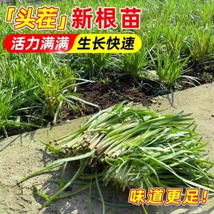 �ϸ��²˸����ļ��^���ϸ��F�ϸ������~�҃��ͺ��̨�߲�����