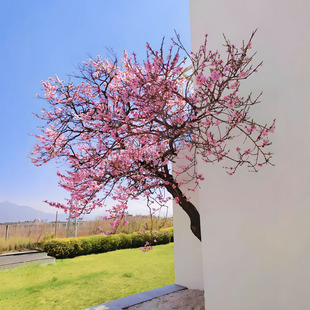 �^�p�һ����������҃����̨ͥԺ��ɫ���һ������绨�@���^ֲ��