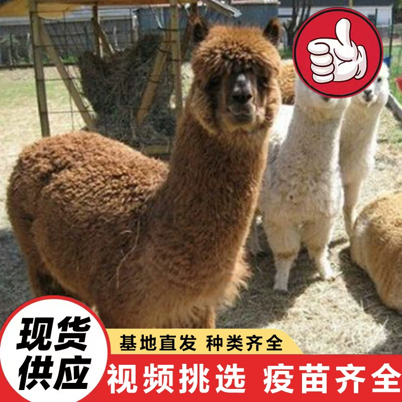 Где купить домашнего питомца альпаку живого животного для тематического парка, интерактивную альпаку для молодых альпак