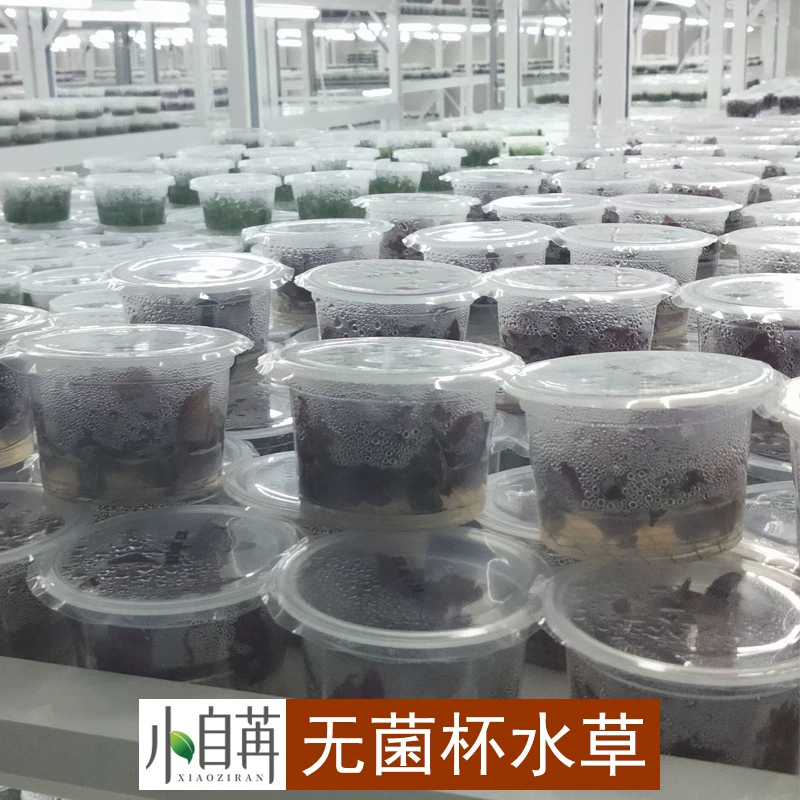 Стерильная вода вилы столбик цветок Мини Коровья шерсть аквариум озеленение Чили баньян мини кровь Орхидея тайский зеленый перец фламинго