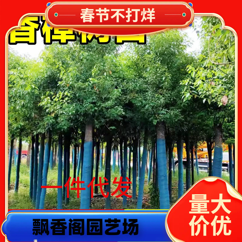 Dropshipping Camphor Saplings, Large Camphor Trees, Courtyard Greening, Evergreen All Year Round, Small-Leaf Borneol Camphor Planted in the North and South